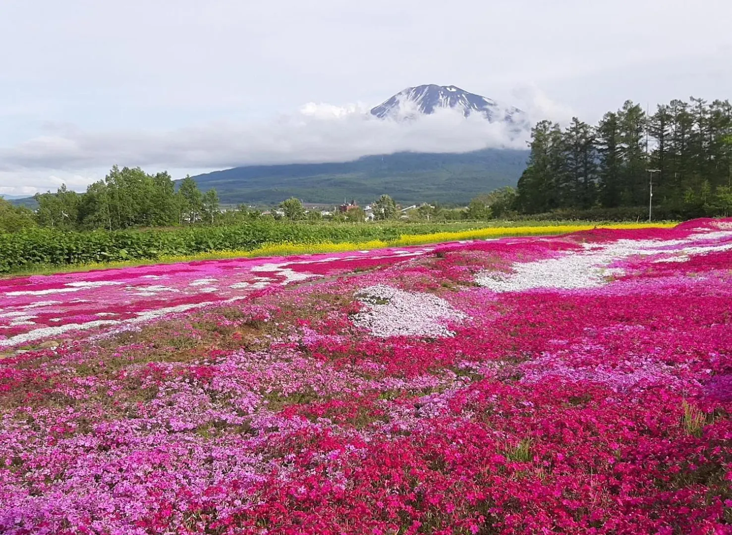 民宿 Tr Niseko House Room Jungle 日本